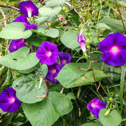 Purple Morning Glory Seeds