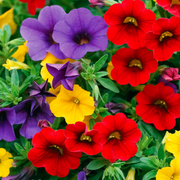 Mini Petunia Calibrachoa Seeds