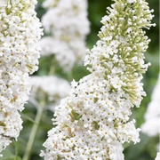 White Butterfly Bush Seeds