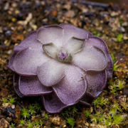 Cyclosecta Pinguicula Seeds