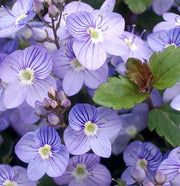 Ground Cover Creeping Speedwell Seeds