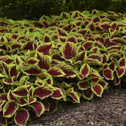Wizard Mosaic Coleus Seeds