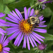 Hardy New England Aster Seeds