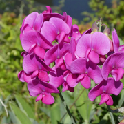 Fragrant Climbing Sweet Pea Seeds