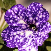 Night Sky Petunia Seeds