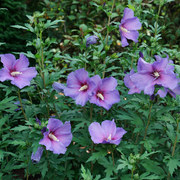 Hardy Purple Rose of Sharon Seeds