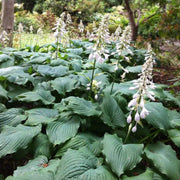 Blue Angel Plantain Lily Seeds