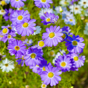 Swan River Daisy Seeds
