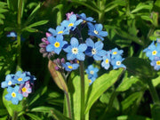Classic Blue Forget-Me-Not Seeds