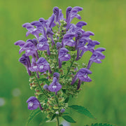 Blue Skullcap Scutellaria Incana Seeds