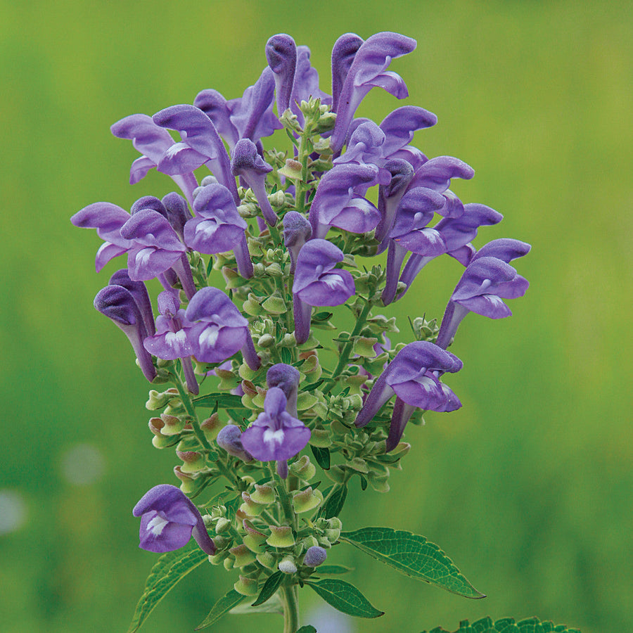 Blue Skullcap Scutellaria Incana Seeds