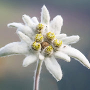 Rare Beauty Edelweiss Seeds