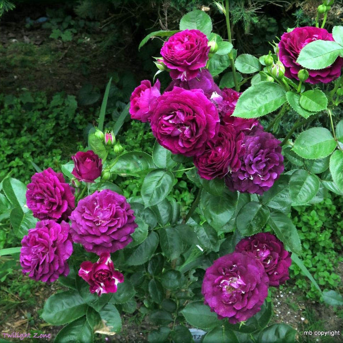 Rosa Seeds, Twilight Zone