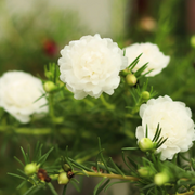 Moss-Rose Purslane Seeds