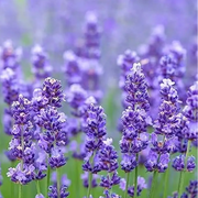 Lavandula Angustifolia Lavender Seeds