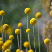 Globosa Craspedia Seeds
