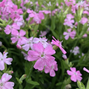 Wild Pink Silene Caroliniana Seeds