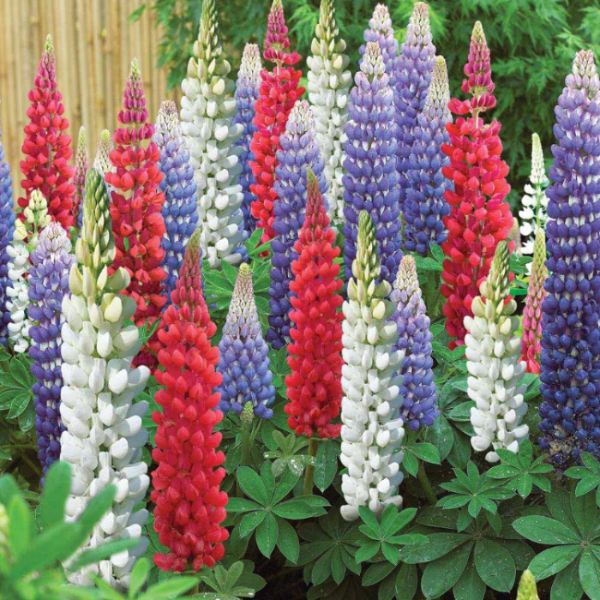Mixed Colors Lupine Seeds