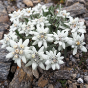 Alpine Star Edelweiss Seeds
