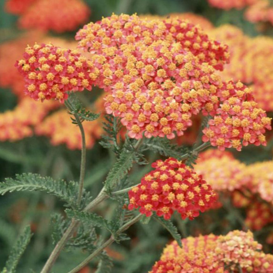 Deep Red Achillea Seeds