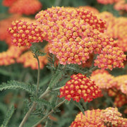 Deep Red Achillea Seeds