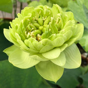 Green Seeds, Aquatic Lotus