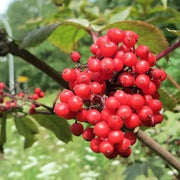 Bunchberry Seeds