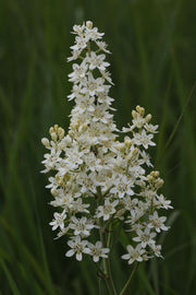 Virginia Bunchflower Seeds