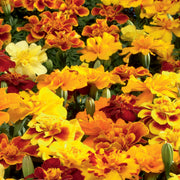 Safari Mix Marigold Seeds