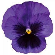 Delta Pre Deep Blue Pansy Seeds