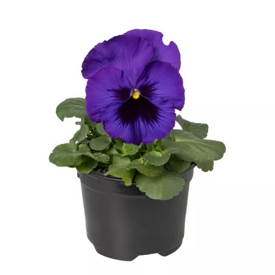 Delta Pre Deep Blue Pansy Seeds