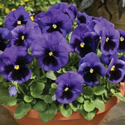 Delta Pre Deep Blue Pansy Seeds