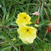 Wildflower Mix Oenothera Missouriensis Seeds