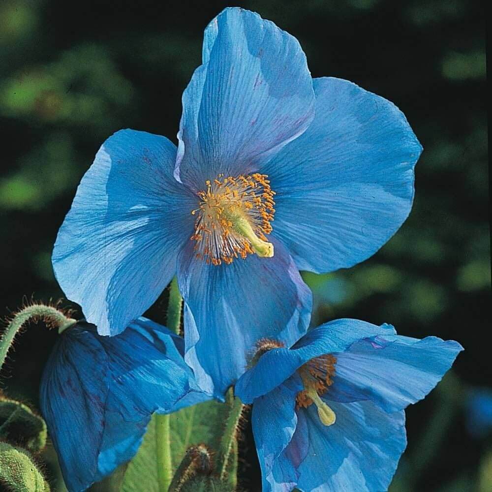 Grandis Blue Meconopsis Seeds