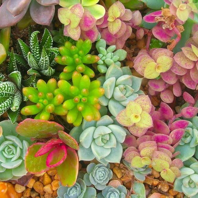 Mixed Perennial Star Sedum Seeds