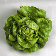 Butterhead Lettuce Seeds