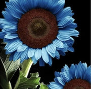 Ocean Blue Sunflower Seeds