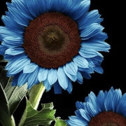 Blue Sunflower Seeds