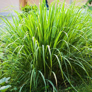 Tall Aromatic Lemongrass Seeds, Herbal