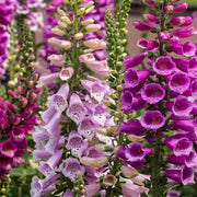 Digitalis Foxglove Seeds
