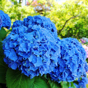 Blue Hydrangea Seeds