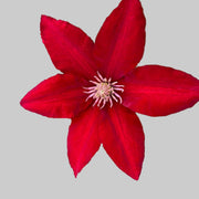 Red Clematis Seeds