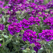 Dark Purple Verbena Seeds