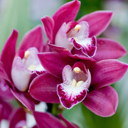Orchid Cymbidium Seeds