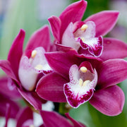 Standard Cymbidium Orchid Seeds