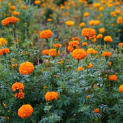Pest-Repelling Marigold Seeds