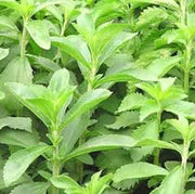 Sweet Italian Mozzarella Basil Seeds, Herbal