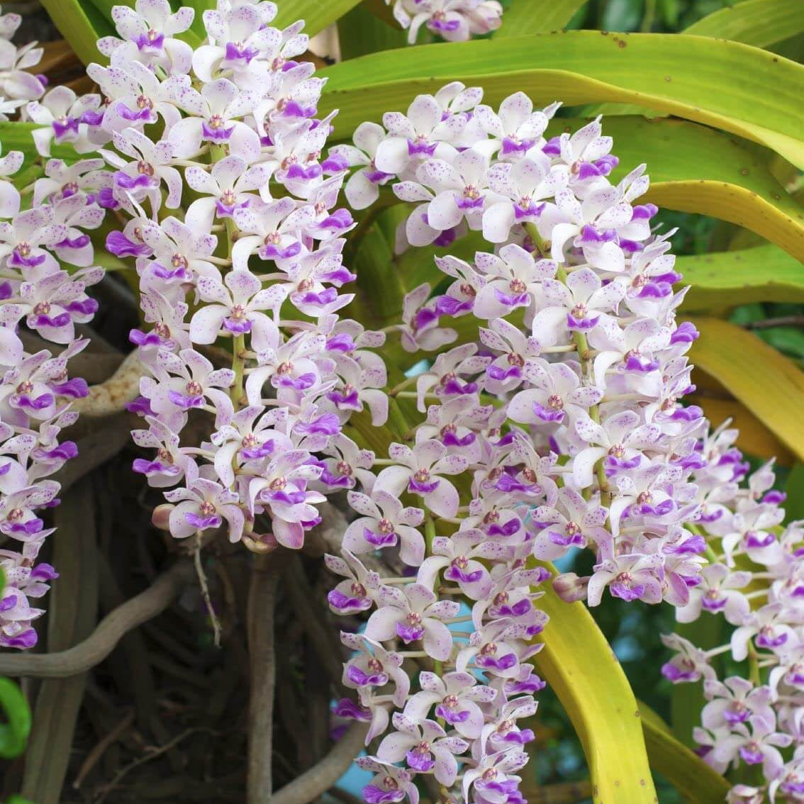 Wildflower Mix Rhynchostylis Seeds