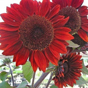 American Roter Sonnenhut Seeds