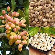 Pista Badam Pistachio Seeds